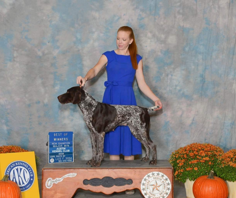 German Shorthaired Pointer