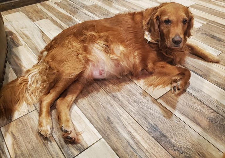 Puppies have arrived!! Mama is doing very well and so are her babies!