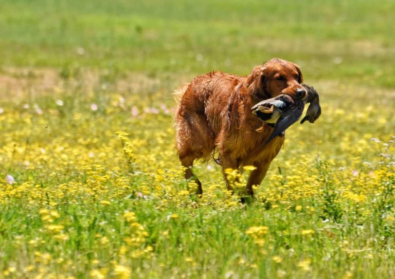 Upcoming Litters – Golden Retriever