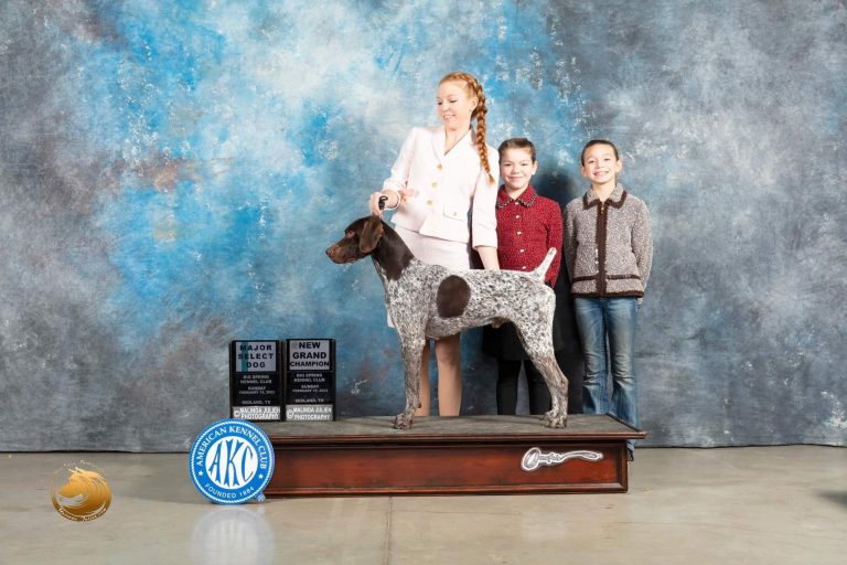 German Shorthaired Pointer Puppies For Sale