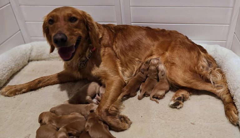Golden Retriever Puppies