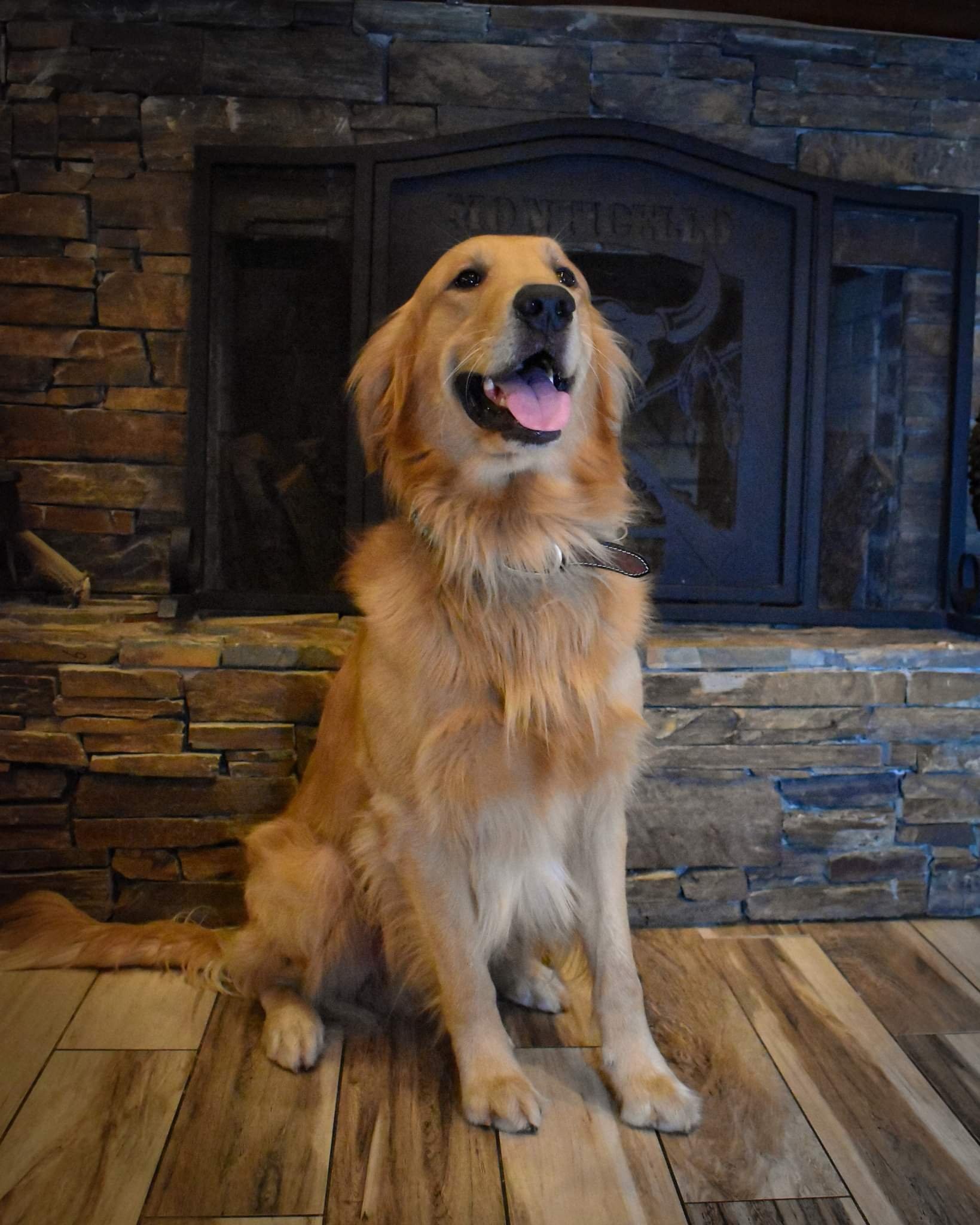 Buck, Golden Retriever sire and second generation diabetic alert dog