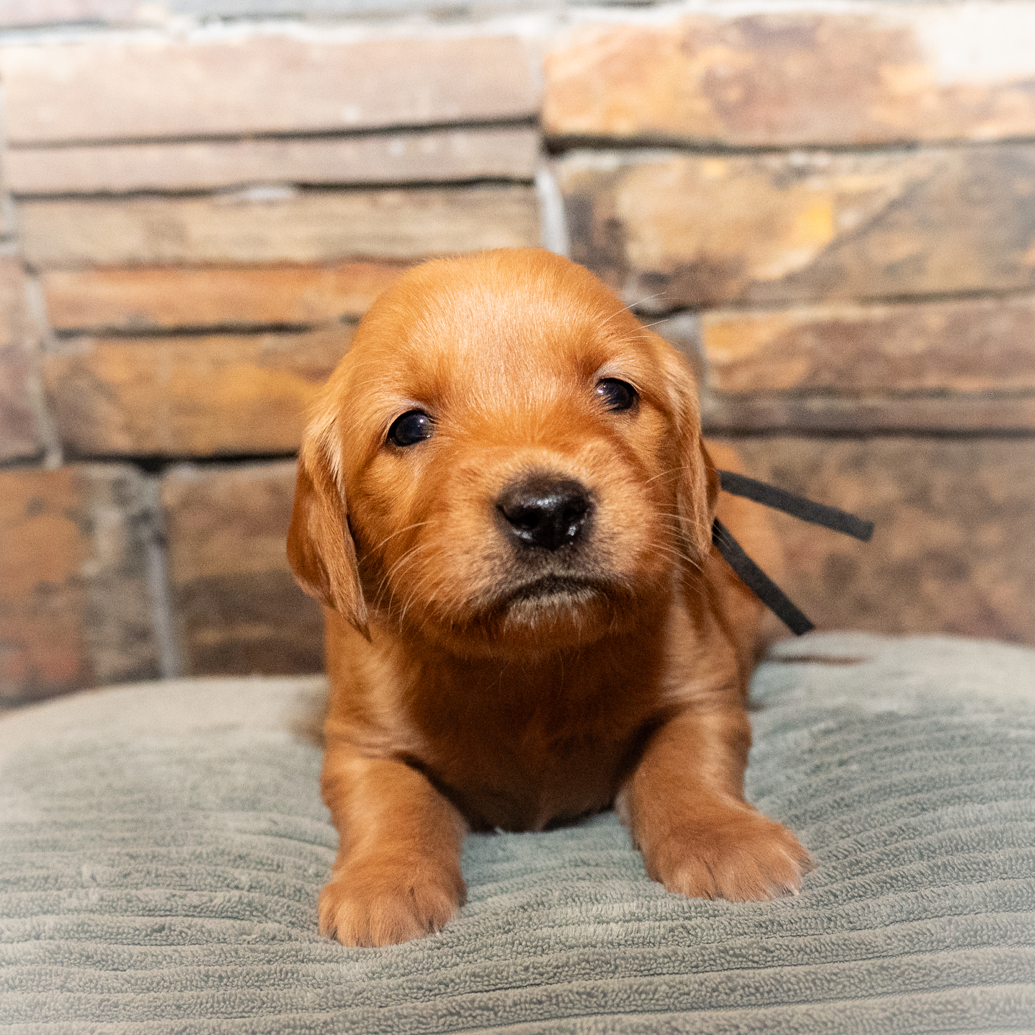National Parks Golden Retriever litter relaxing together