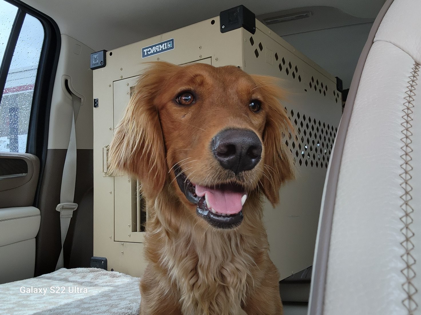 Gracie, Golden Retriever dam of the National Parks litter