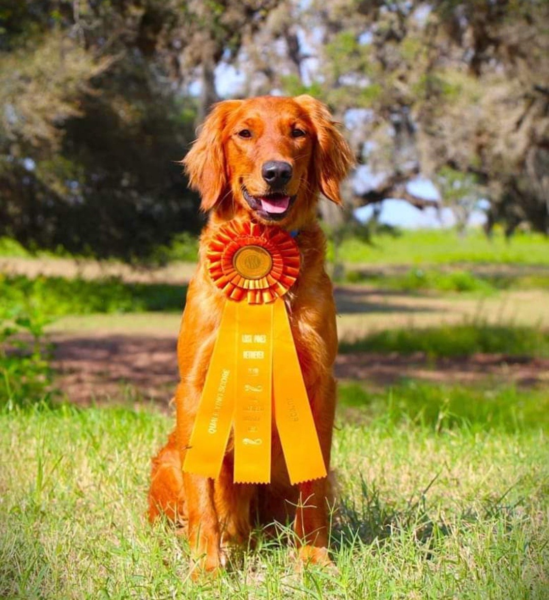 Gracie, junior hunt titled Golden Retriever