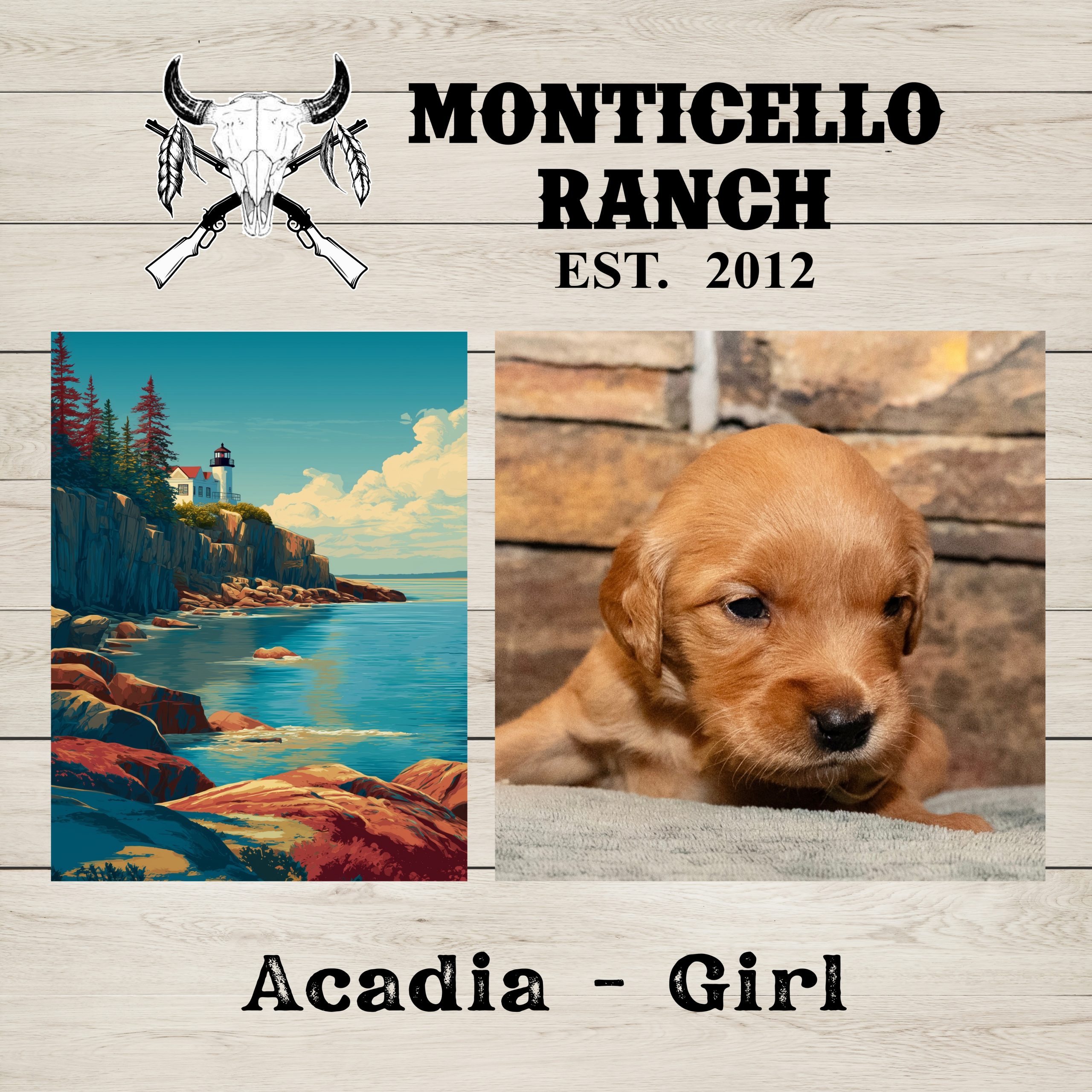 Acadia, female Golden Retriever puppy from the National Parks litter