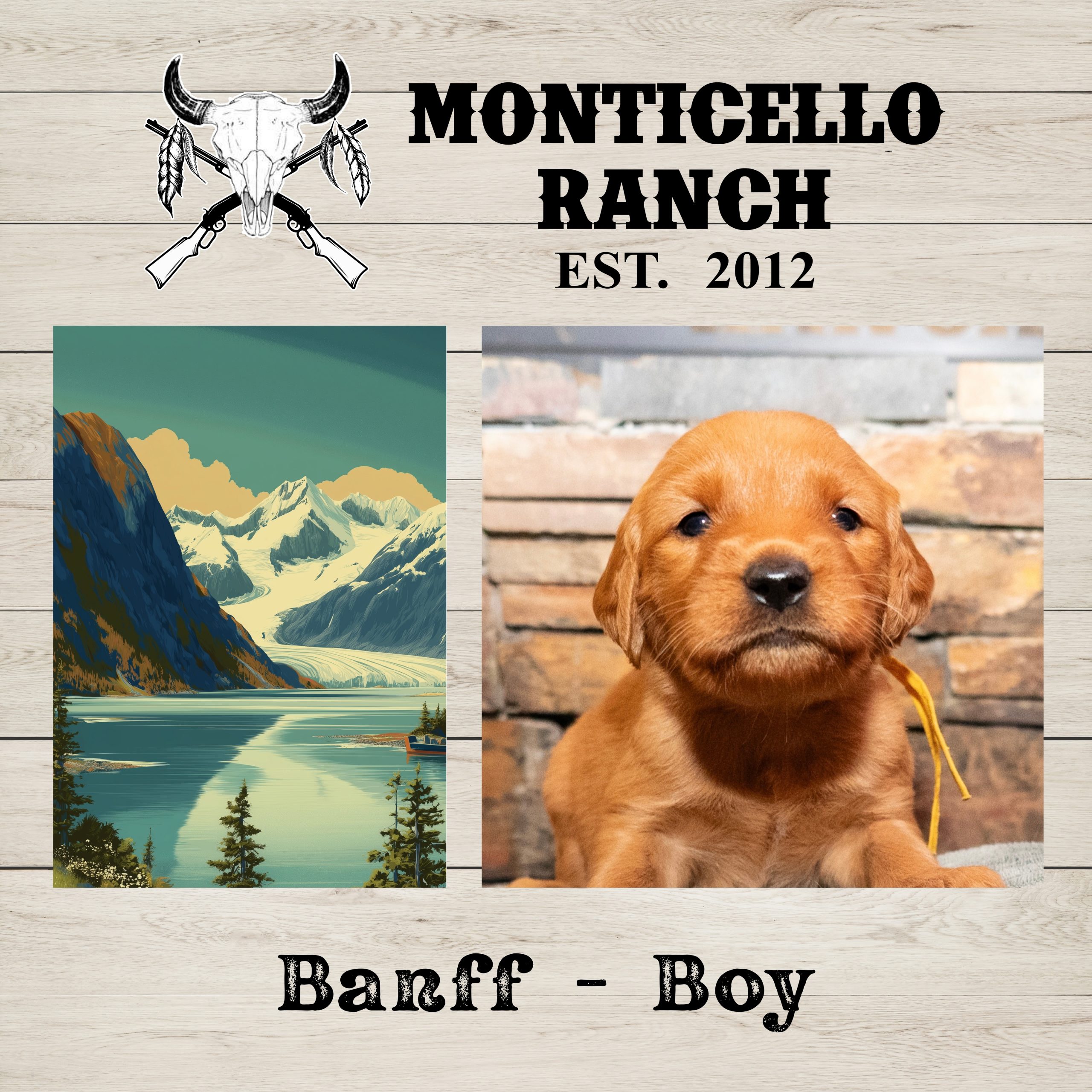 Banff, male Golden Retriever puppy from the National Parks litter