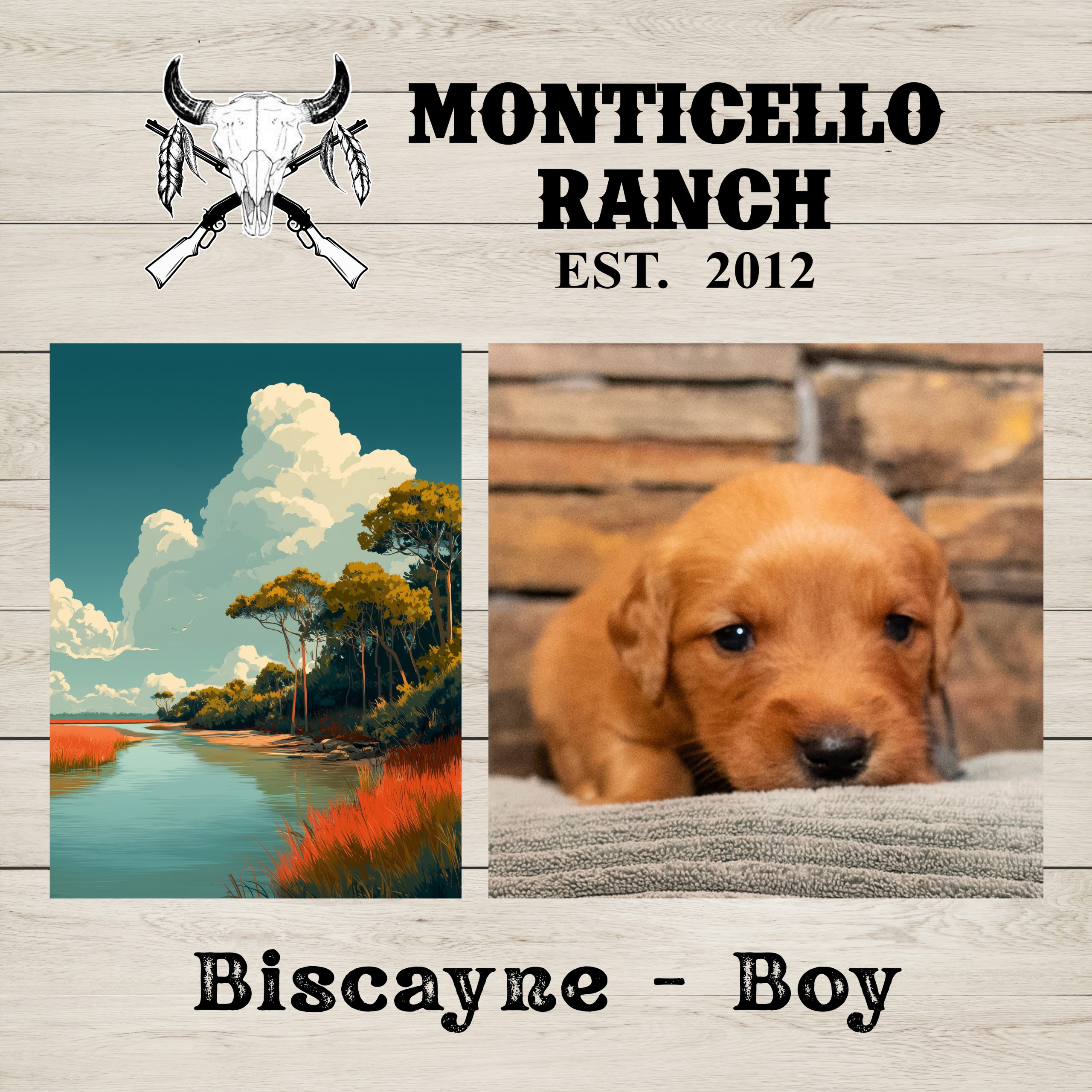 Biscayne, male Golden Retriever puppy from the National Parks litter