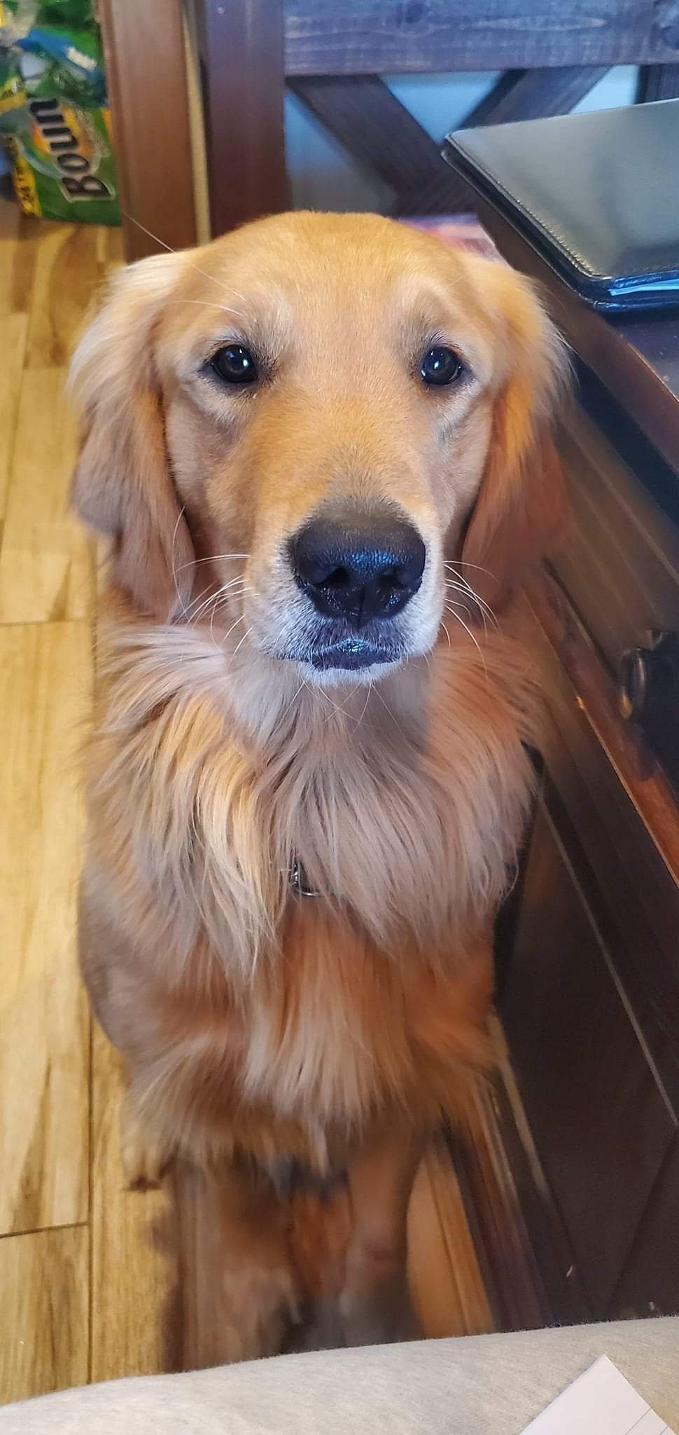 Buck the Golden Retriever, working diabetic alert dog