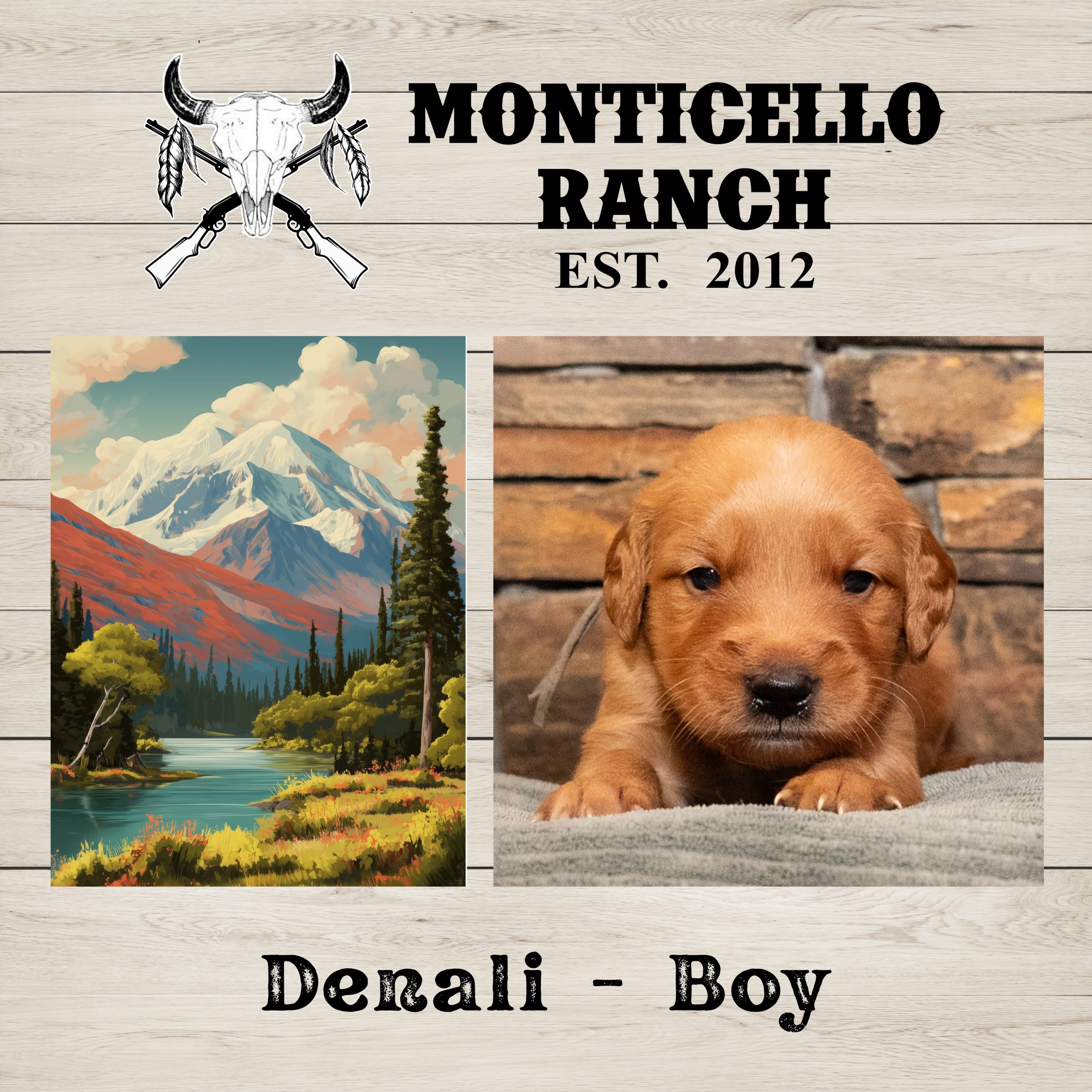 Denali, male Golden Retriever puppy from the National Parks litter