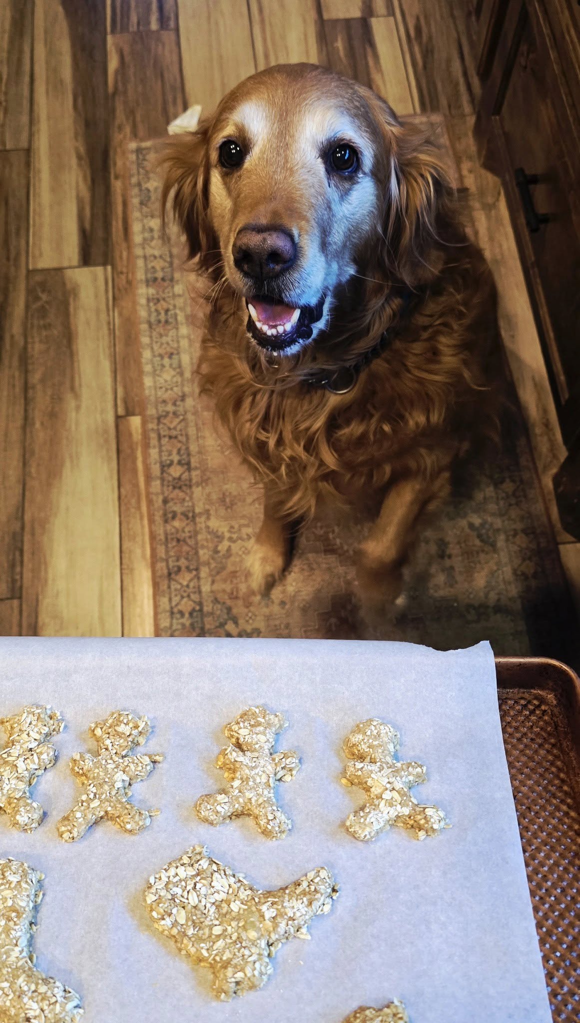 Freshly baked dog treats ready to go to the farm stand