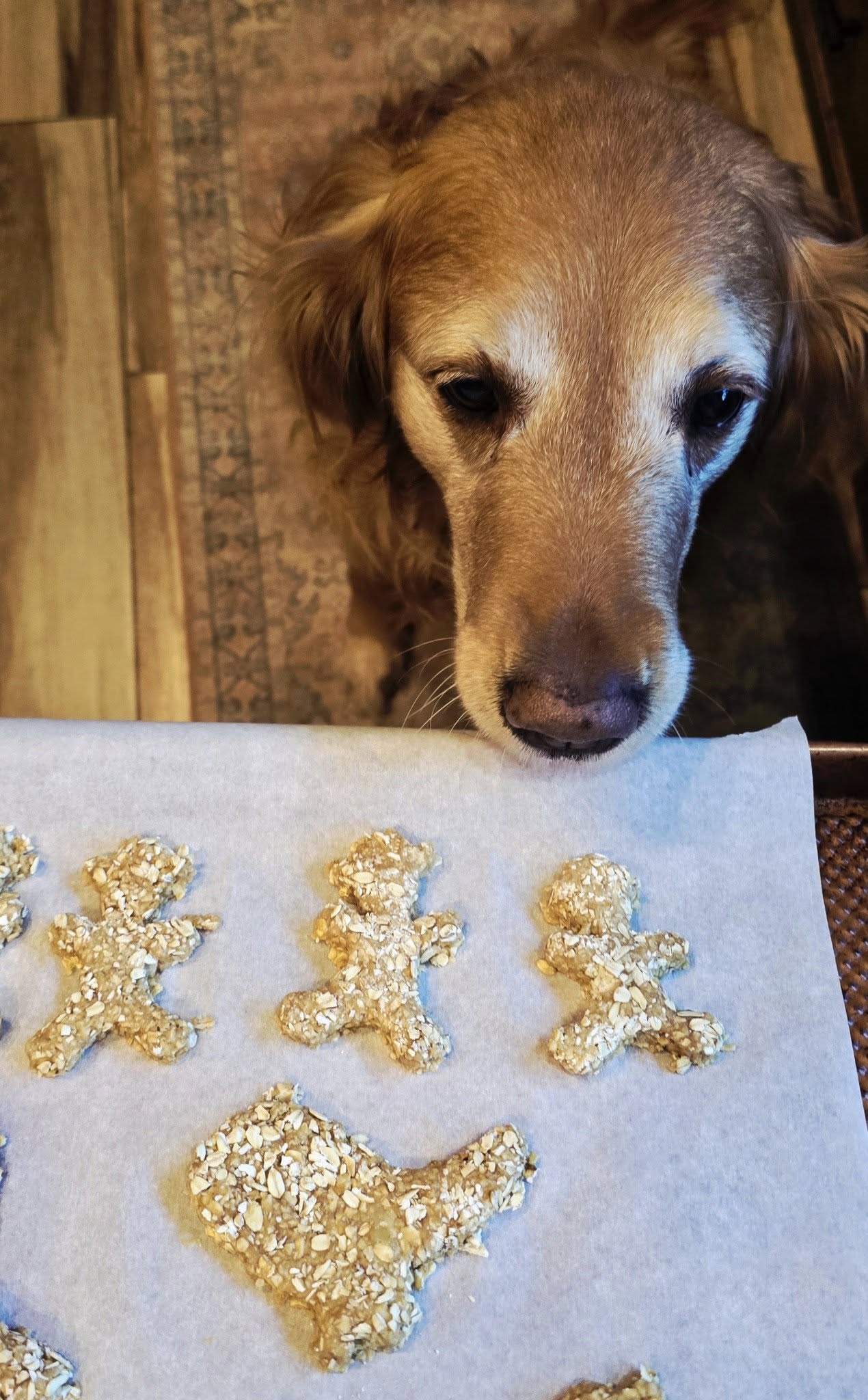 Tray of homemade oatmeal peanut butter banana dog treats