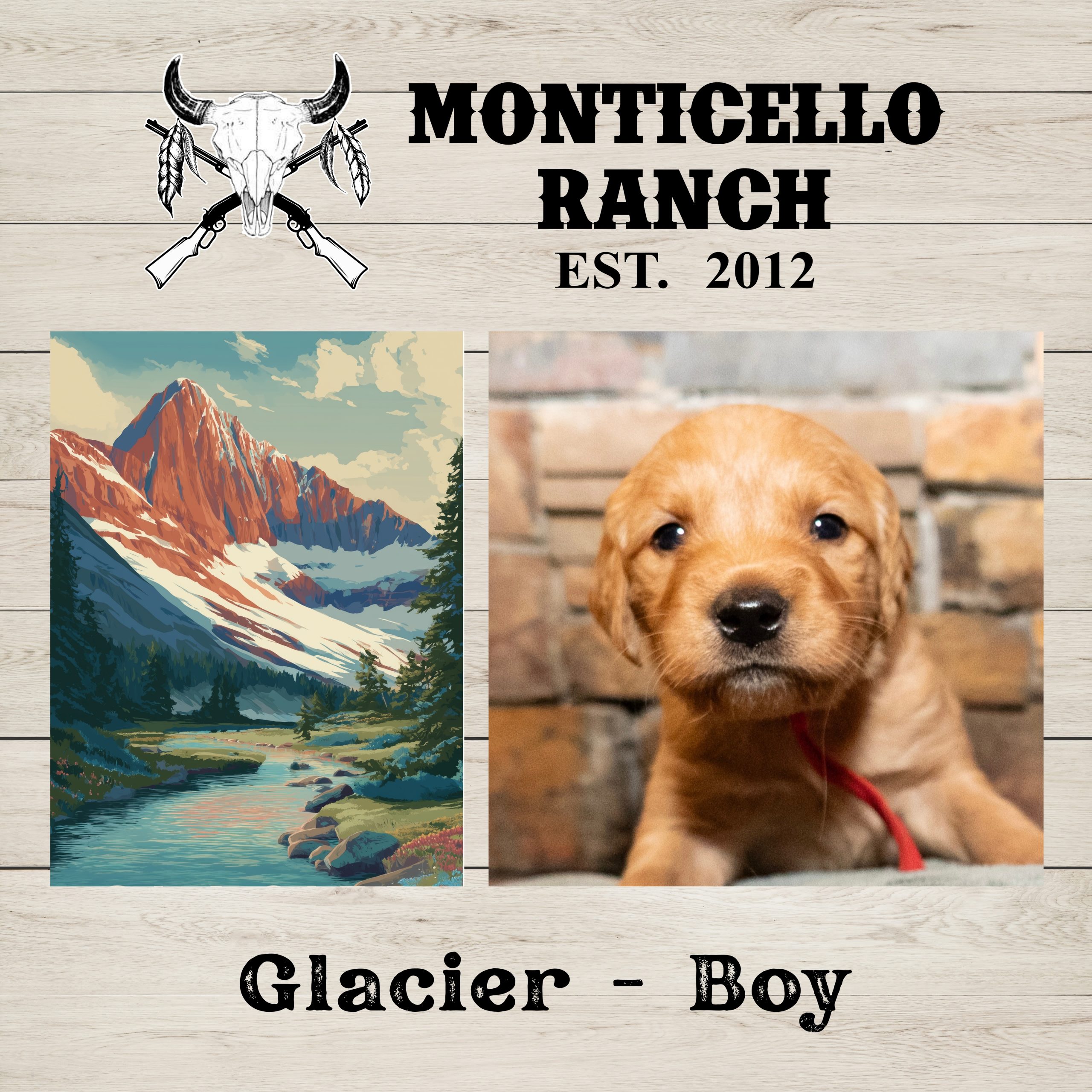 Glacier, male Golden Retriever puppy from the National Parks litter