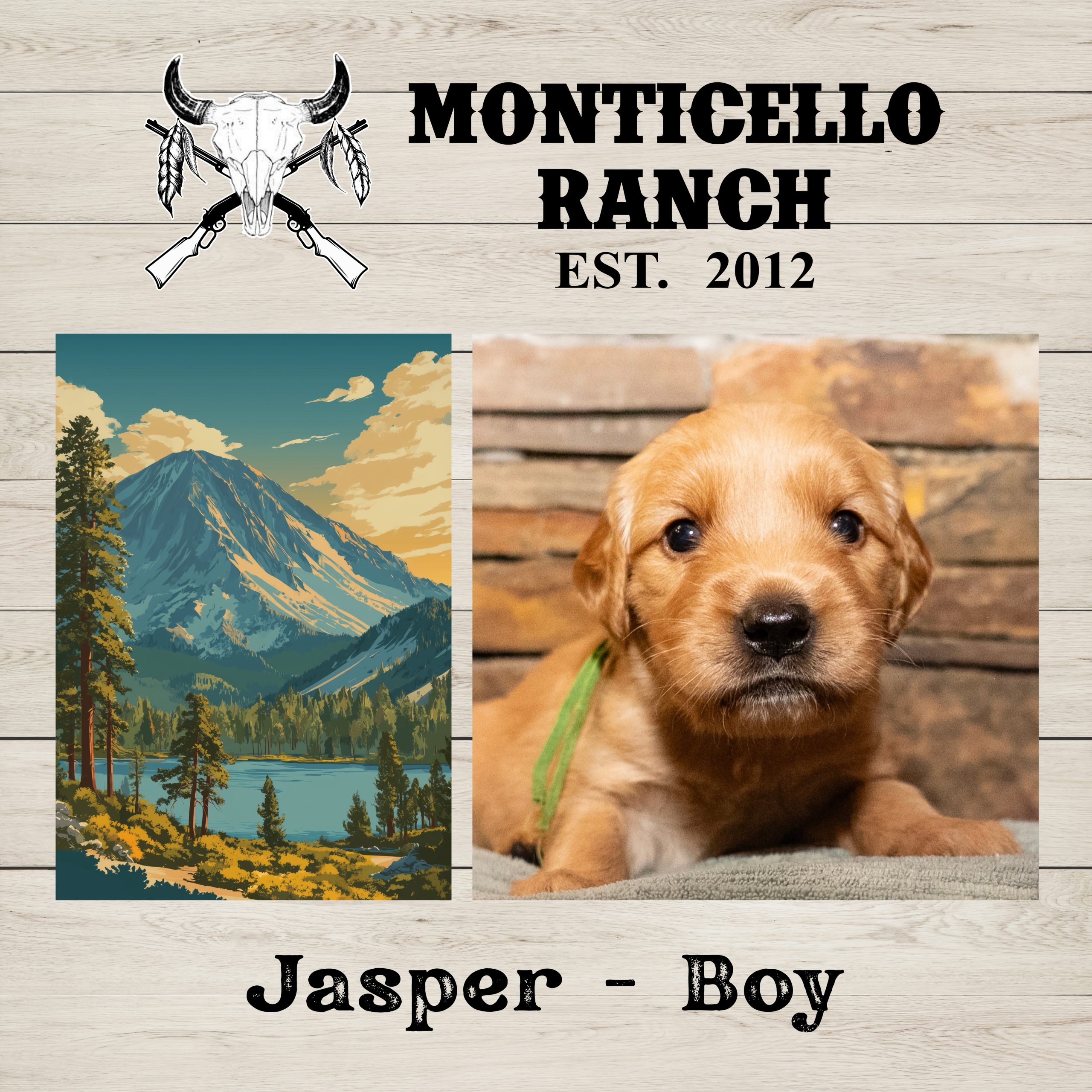 Jasper, male Golden Retriever puppy from the National Parks litter