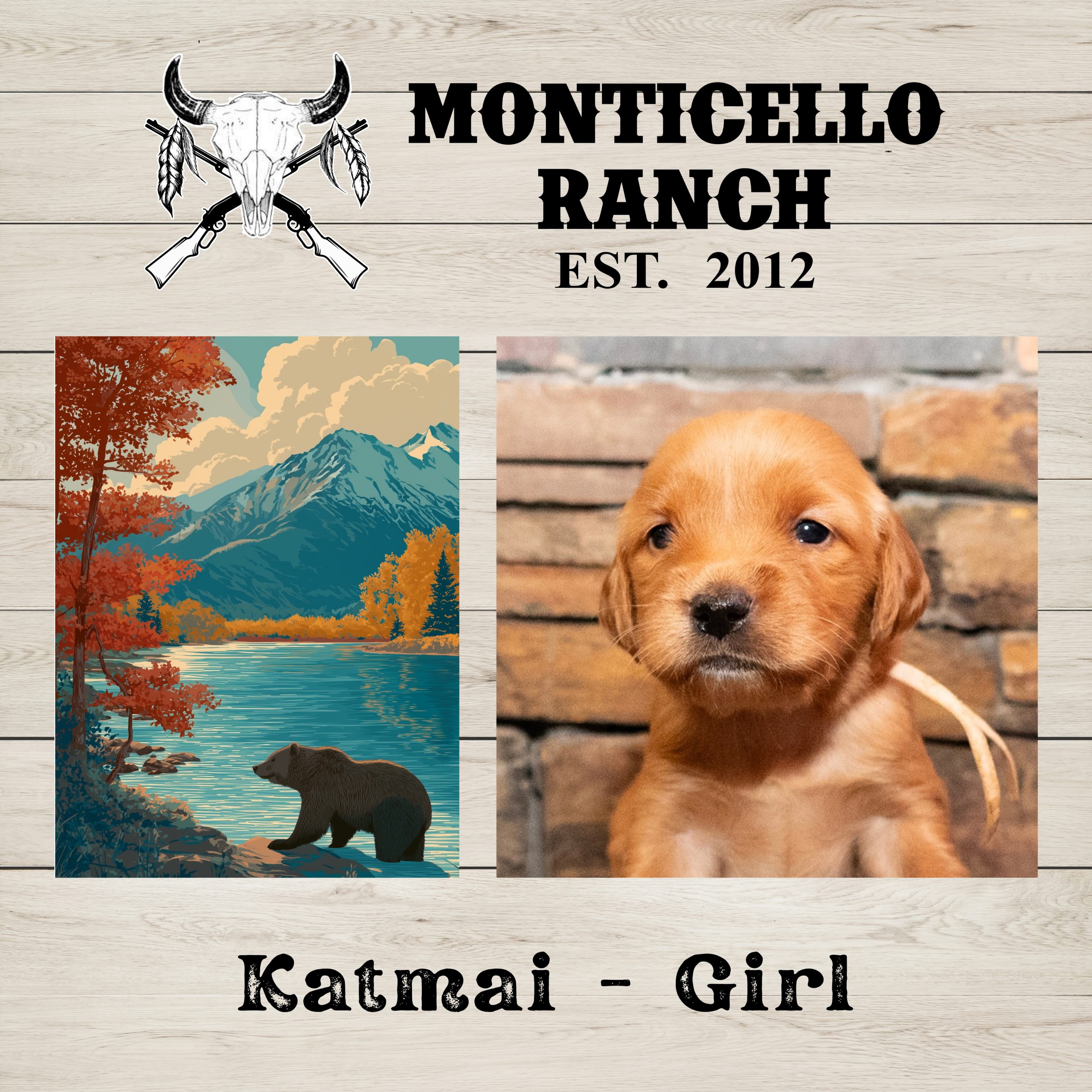 Katmai, female Golden Retriever puppy from the National Parks litter