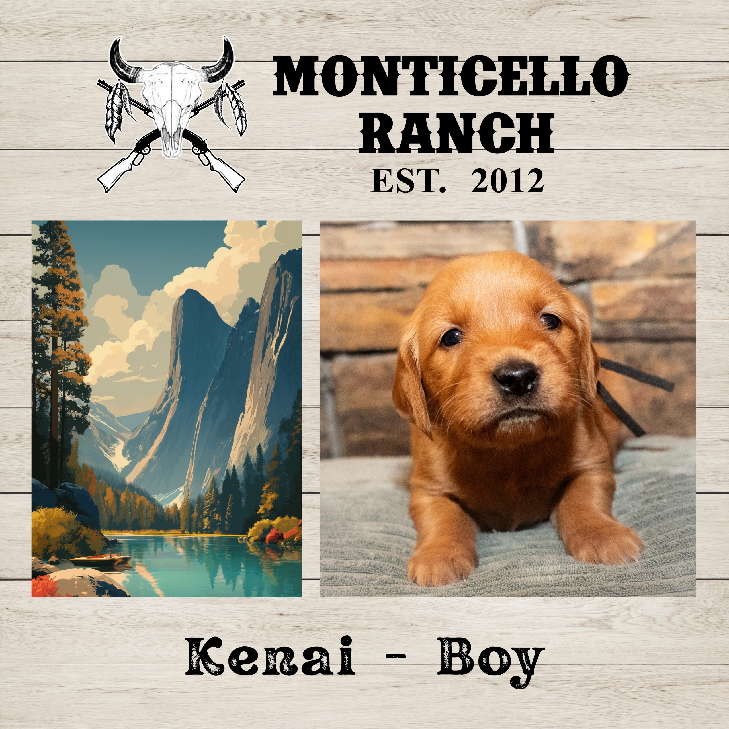 Kenai, male Golden Retriever puppy from the National Parks litter