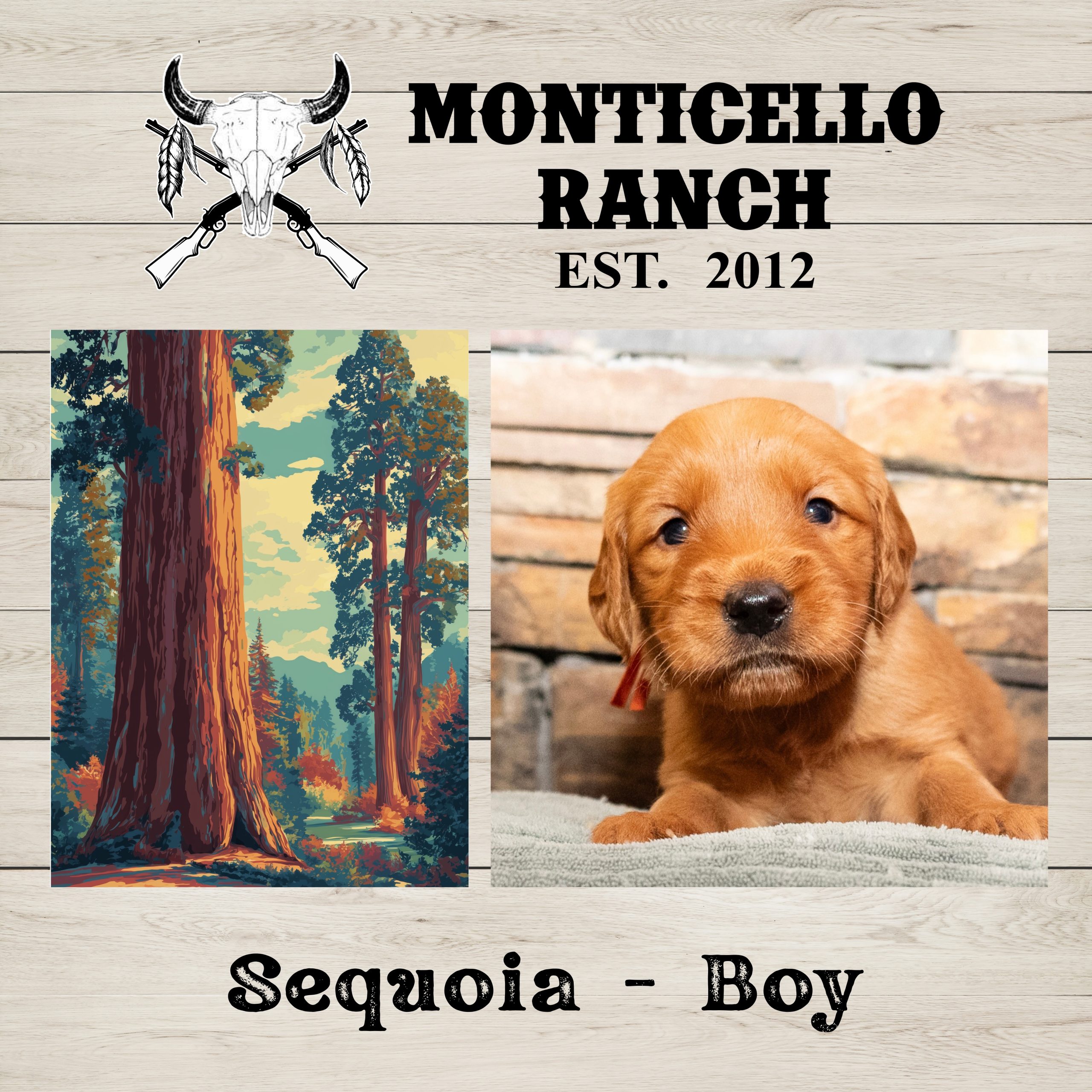 Sequoia, male Golden Retriever puppy from the National Parks litter
