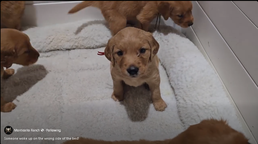 Monticello Ranch National Parks Golden Retriever litter thumbnail