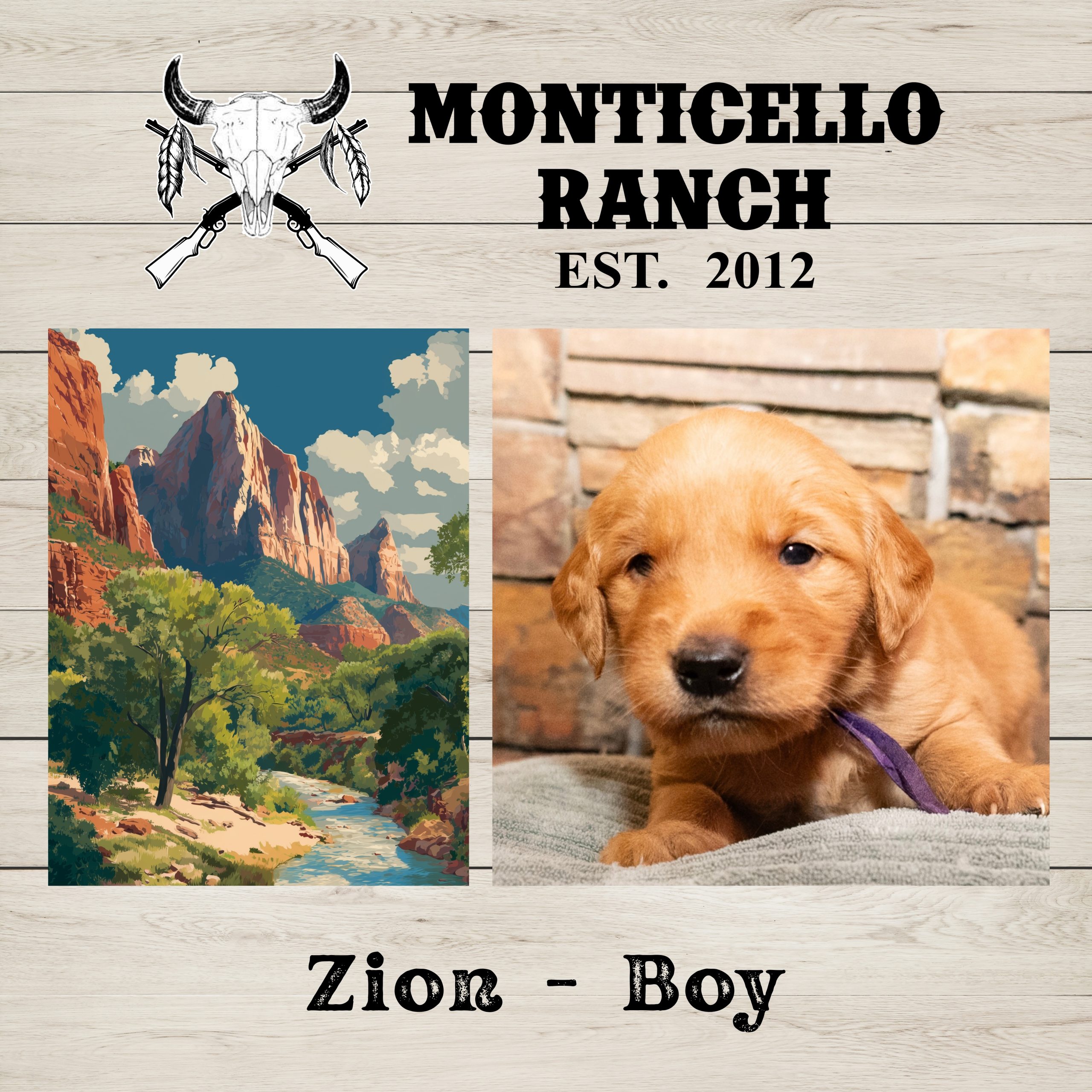 Zion, male Golden Retriever puppy from the National Parks litter